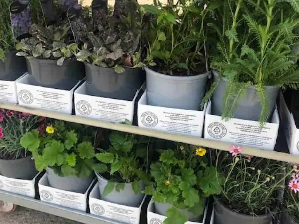 Chapel Cottage Plants shown potted