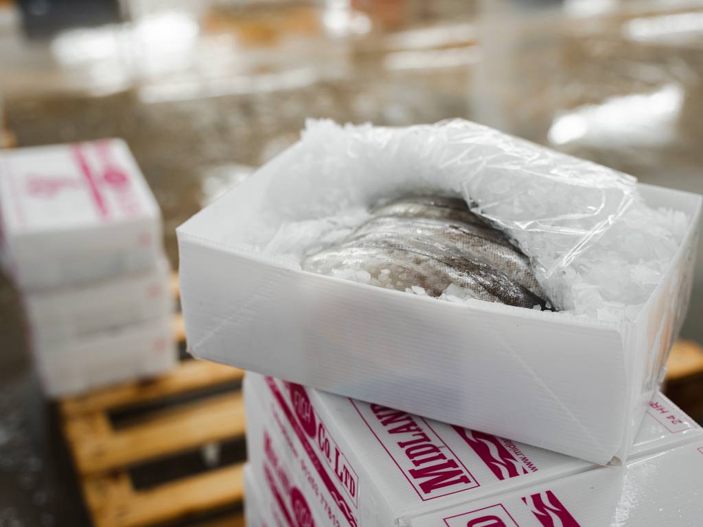 Fish fillets on ice in a Midland Fish Company box supplied by Tri Pack