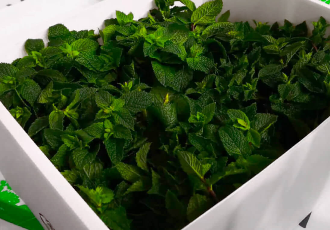 Peppermint leaves shown boxed in Tri Pack Packaging