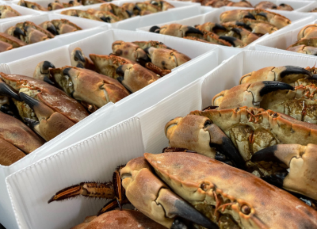 Packaging for crabs, boxes for shipping crabs