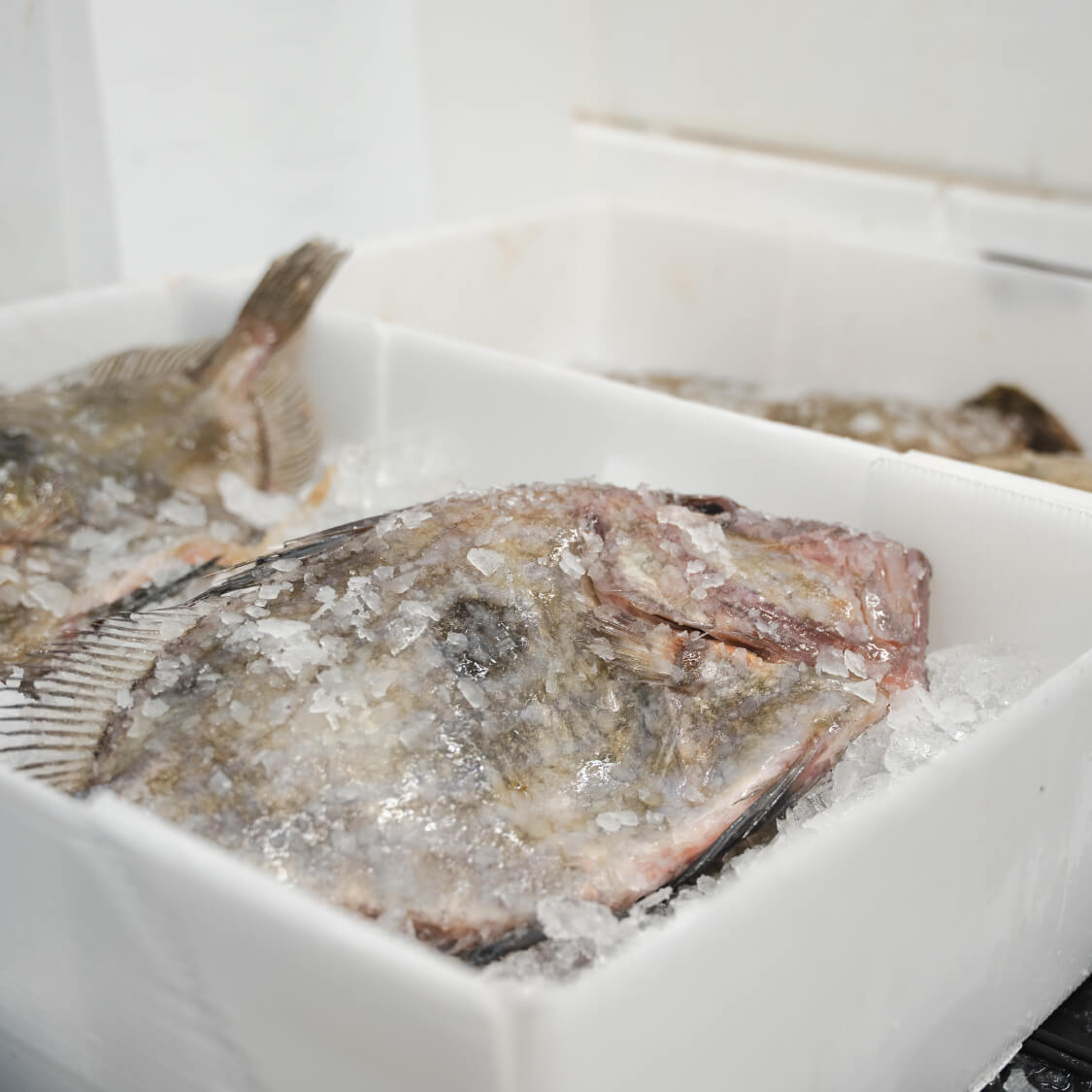 Whole Plaice on ice stored in CoolSeal packing boxes.