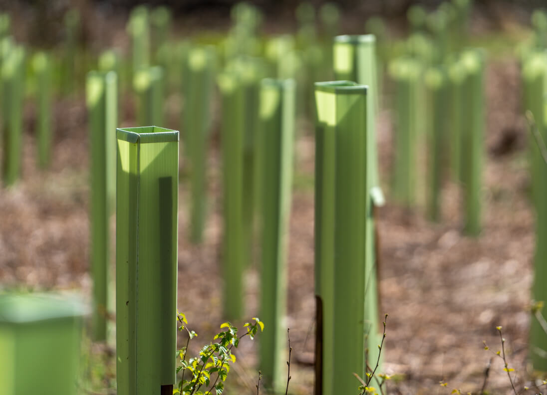 Tri Pack Tree Shelters in a new forest