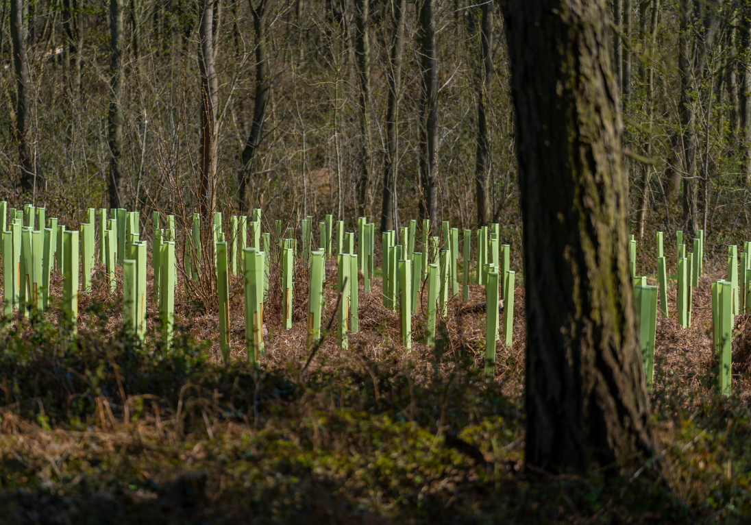 Tree Defender tree shelters shown in a new woodland - Full colour