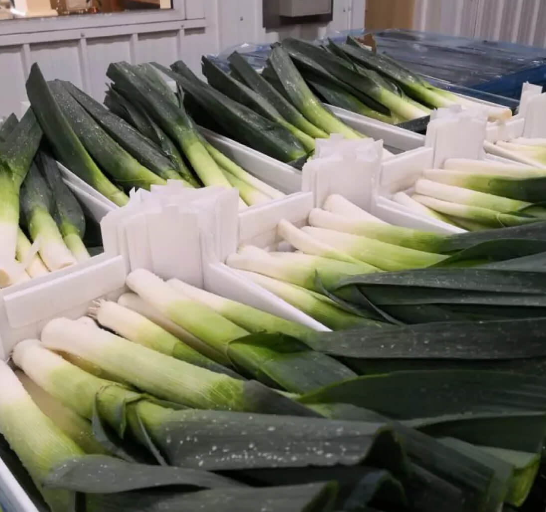 Leeks in Seddons Leeks boxes, stacked and ready for distribution