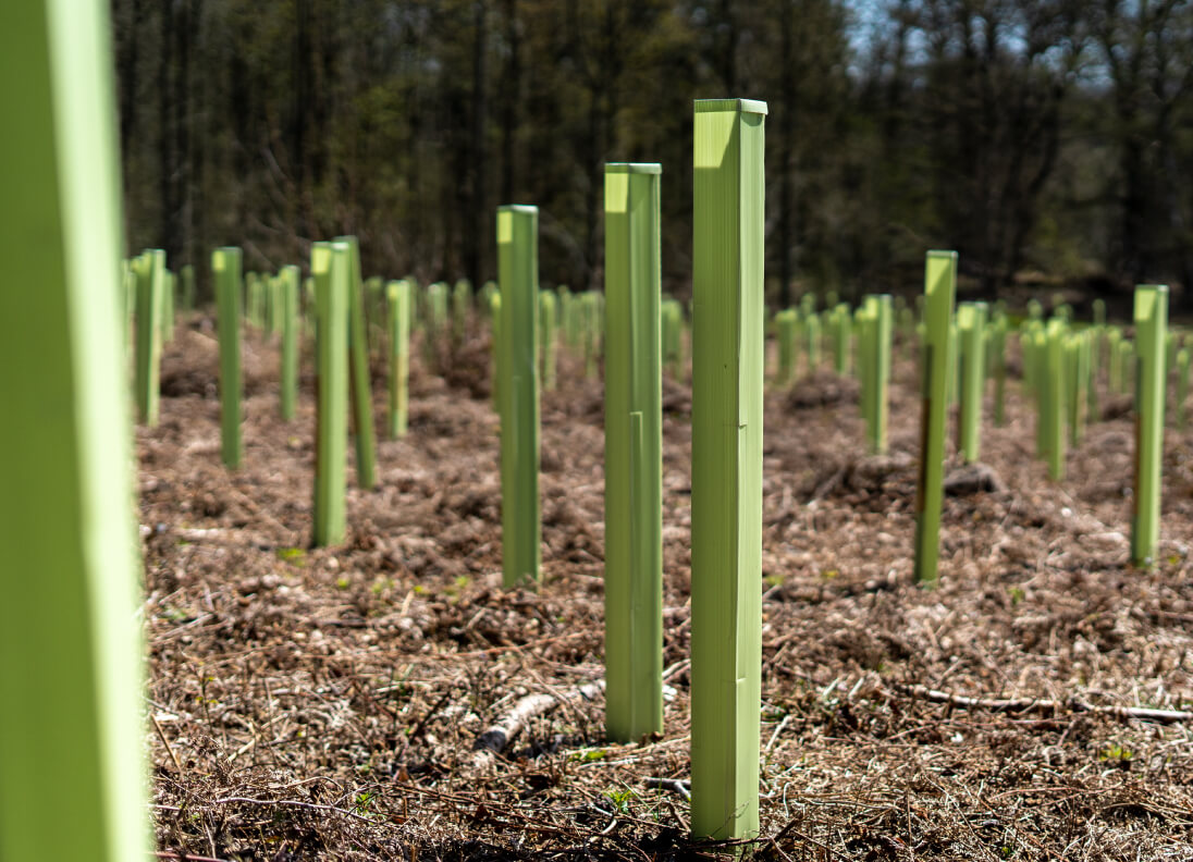 Tree Shelters in a young woodland