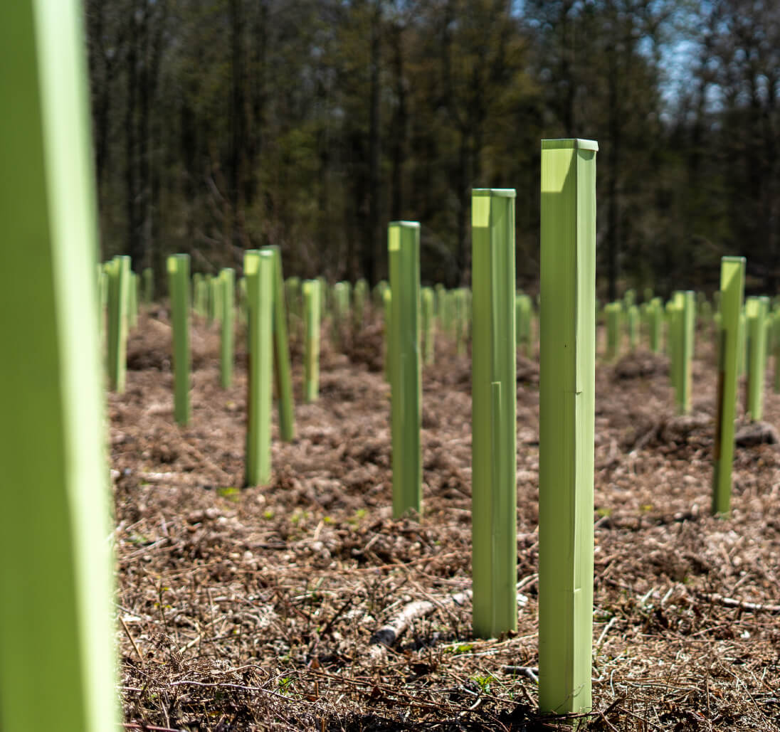 Tree Shelters in a young woodland