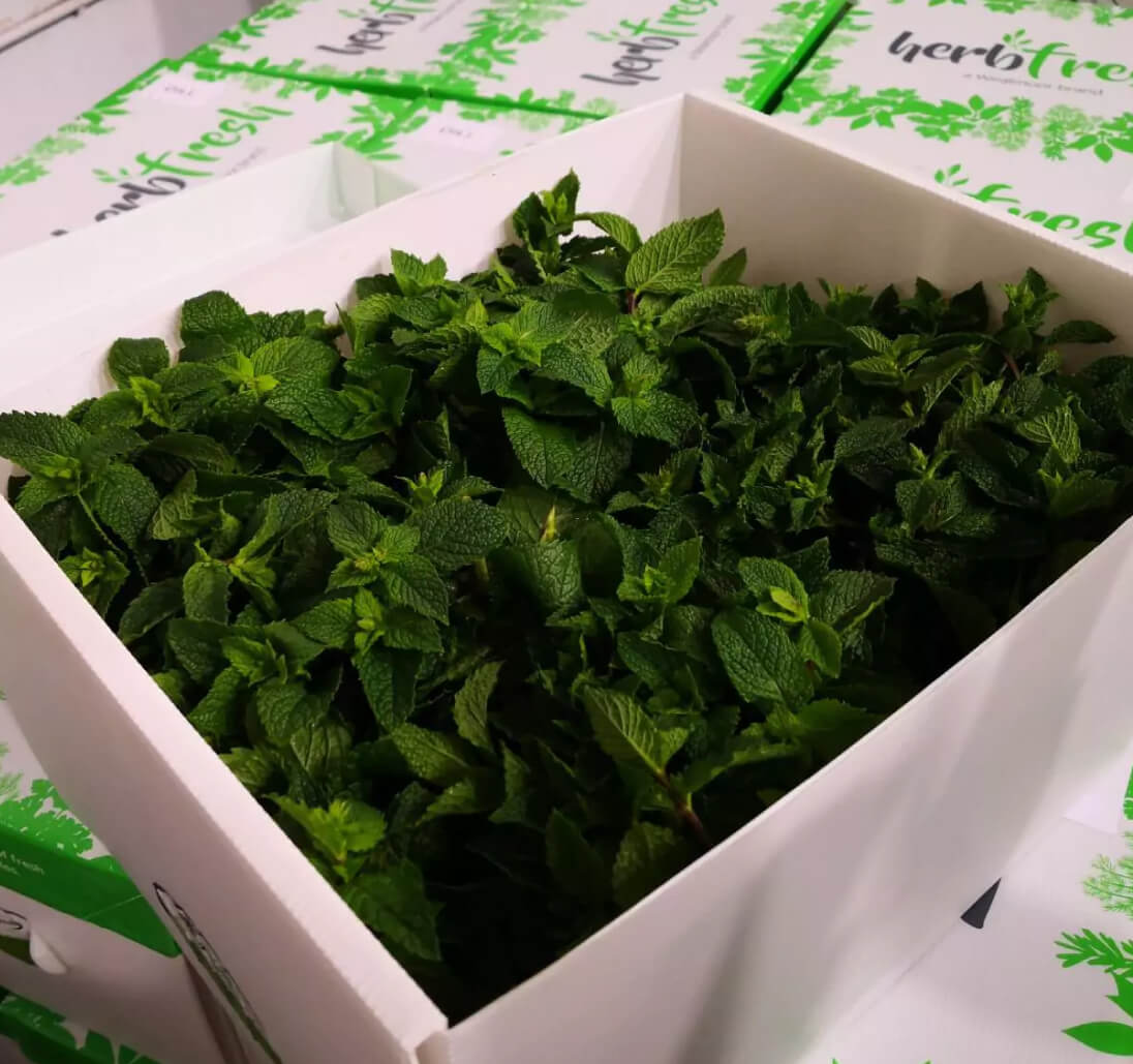Peppermint in Herbfresh CoolSeal boxes