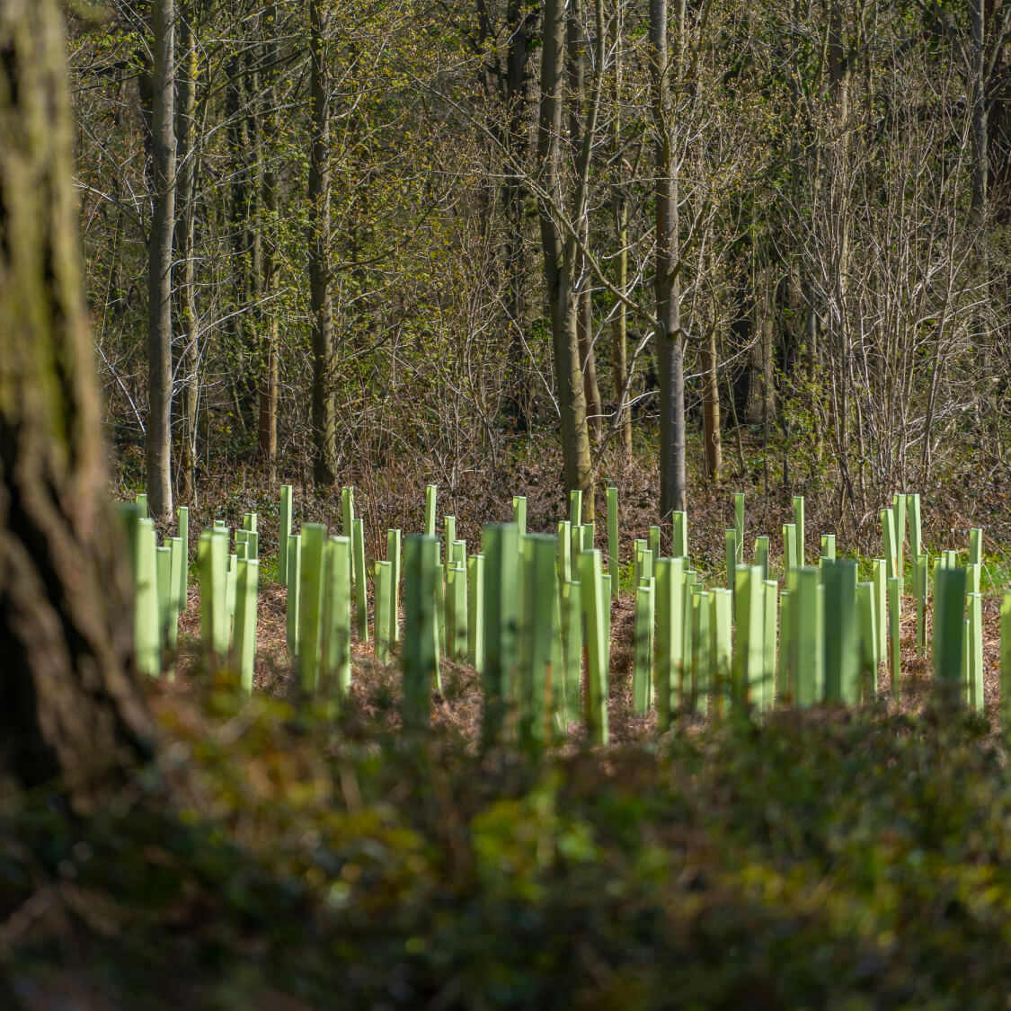 Tree Defender + tree shelters shown around adult trees