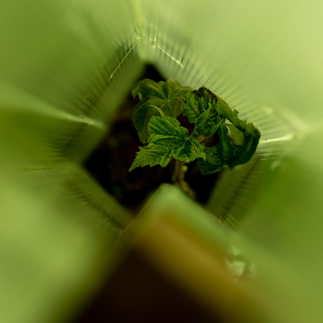 Tree defender + shown protecting a young sapling. Photo from above